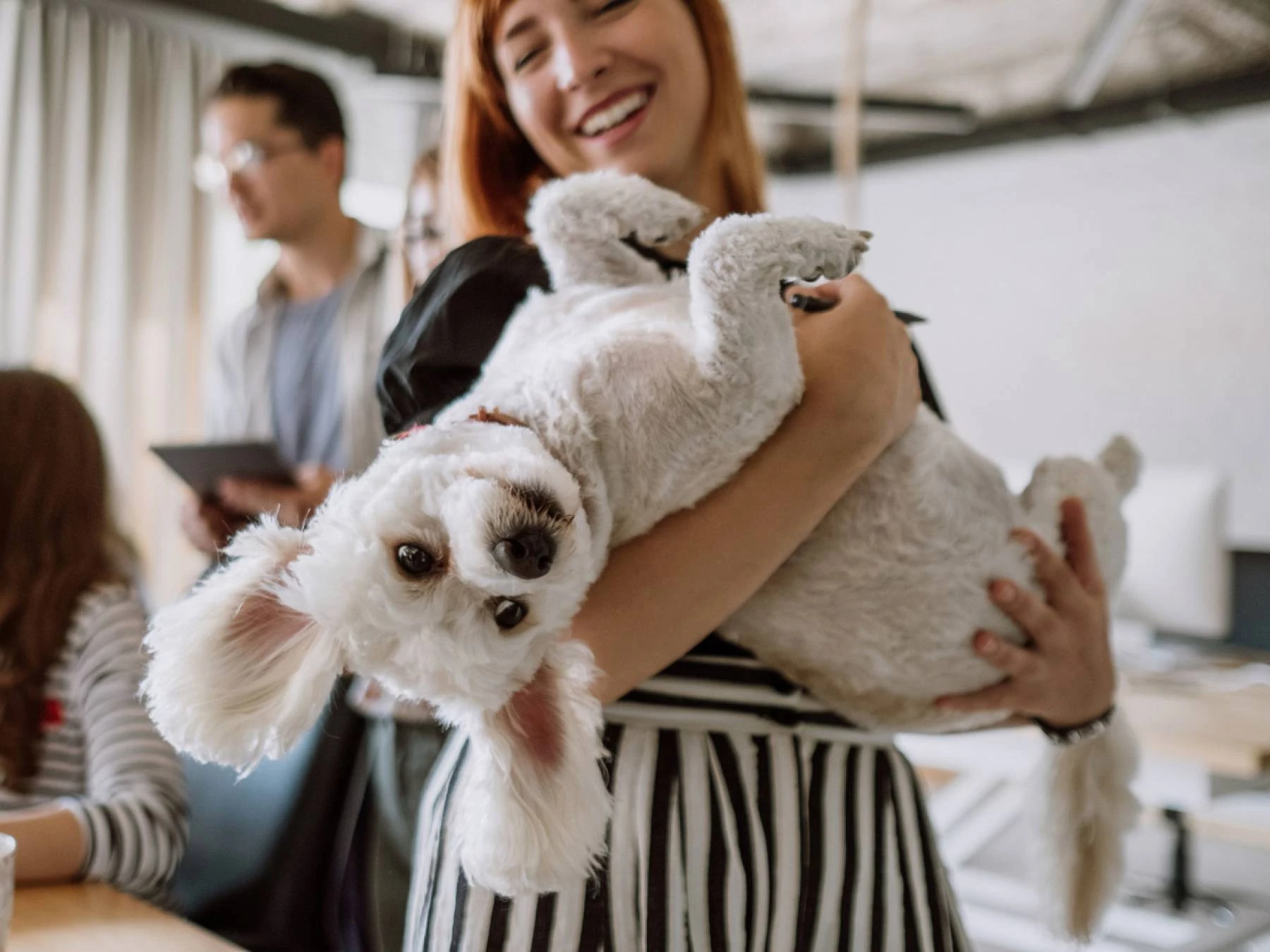 Regalo para tu mascota