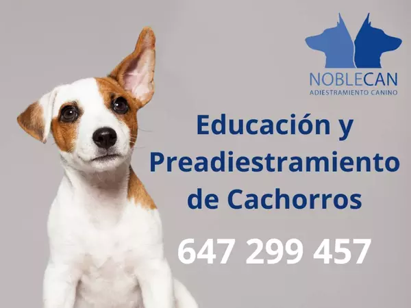 Adiestramiento de cachorros a domicilio