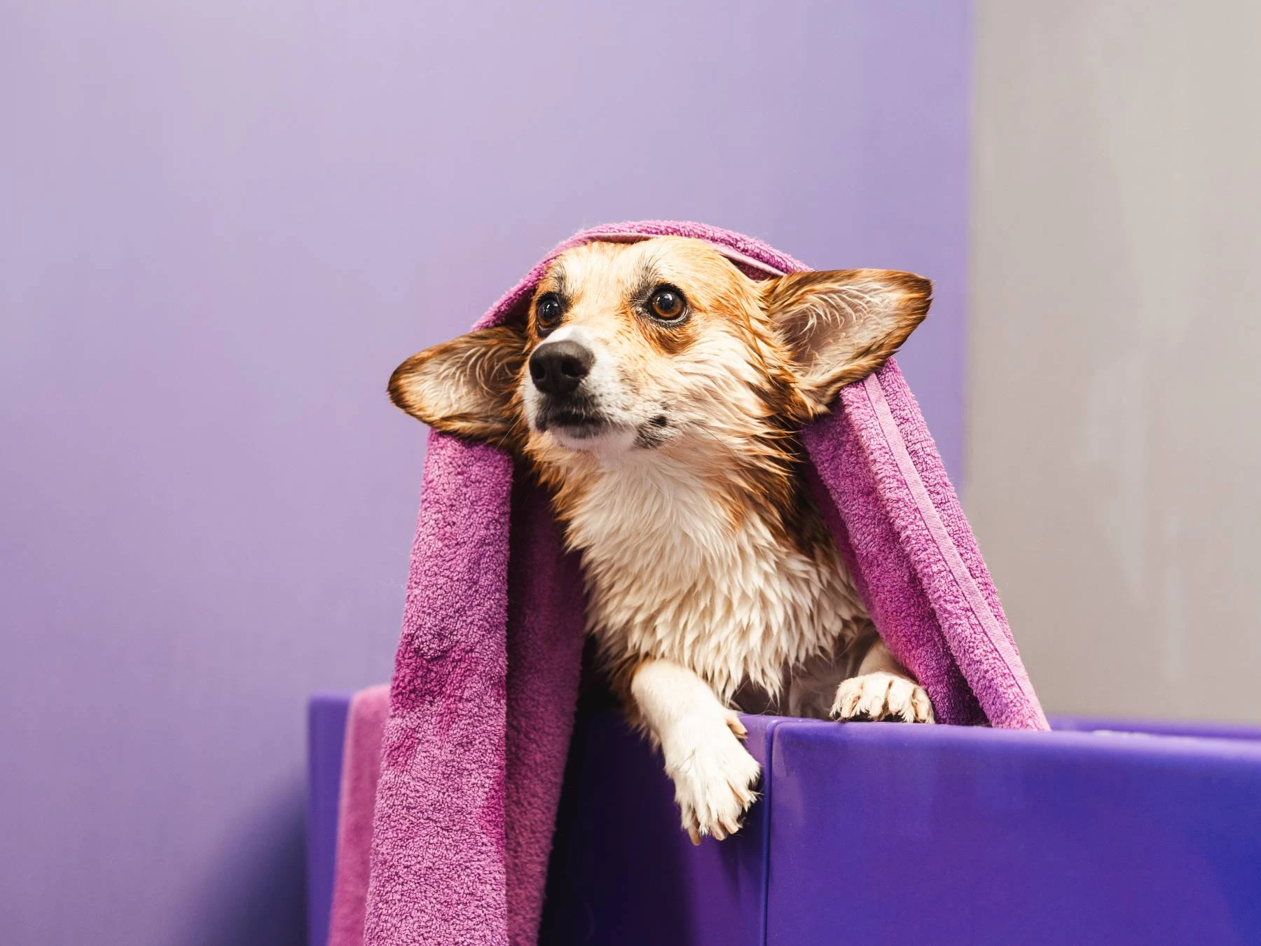 Servicio de Estética Canina en Kinder Kan