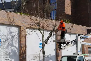 Comienza la campaña de poda 2015 en Villanueva del Pardillo