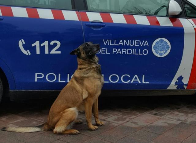 Reina, la perra policía de Villanueva del Pardillo, se jubila