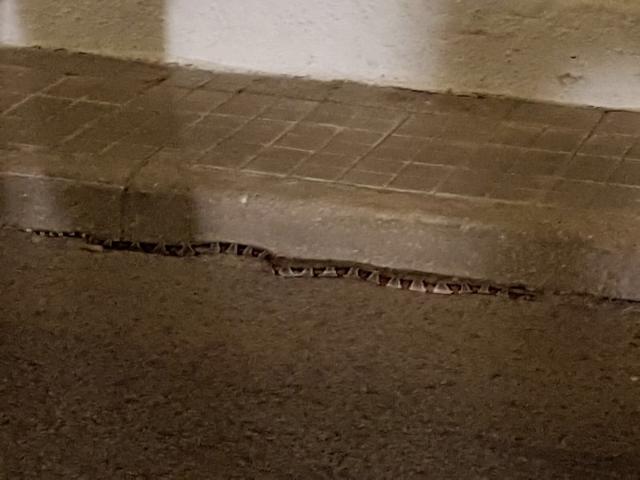 La Policía Local Villanueva de la Cañada atrapa una serpiente en la vía pública