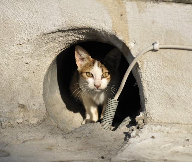 El Ayuntamiento de V. de la Cañada renueva con la Asociación Viva por los Animales el acuerdo para gestionar las colonias felinas
