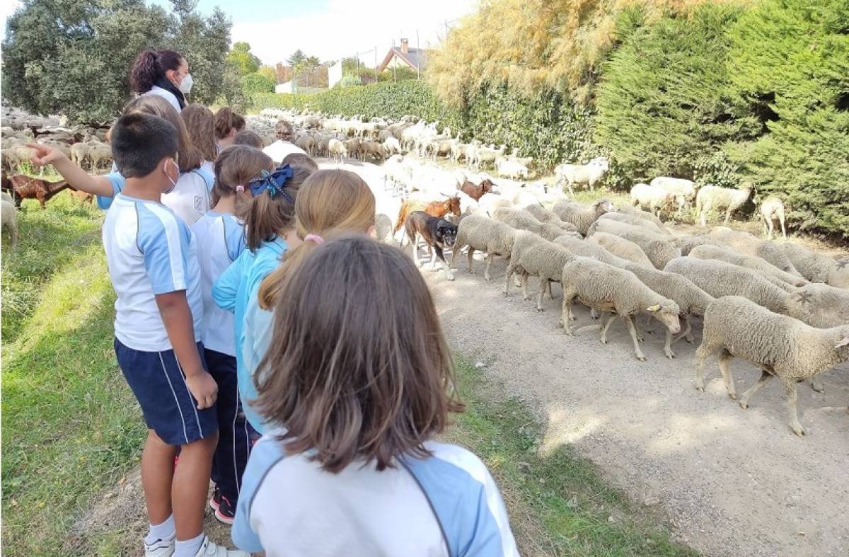 Villanueva de la Cañada recibe la visita de un millar de ovejas y cabras trashumantes