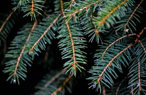 La Comunidad de Madrid recuerda la prohibición de plantar los abetos navideños tras el fin de las fiestas