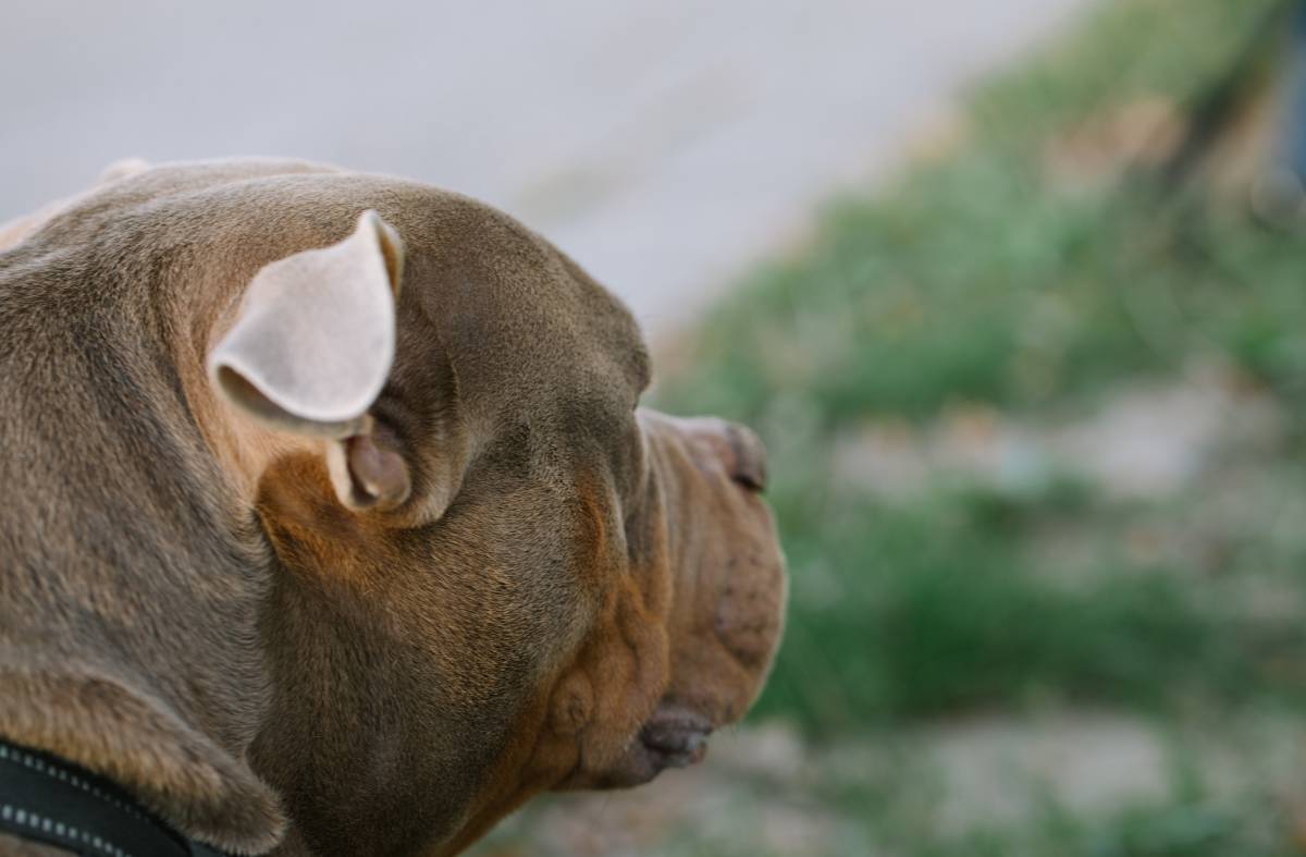 
                                                    Un perro ataca a una niña de 6 años en Majadahonda
