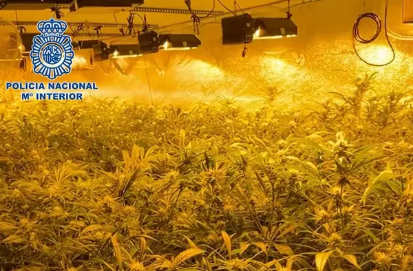 La Policía desmantela una plantación industrial de marihuana en el sótano de una vivienda de Pozuelo de Alarcón