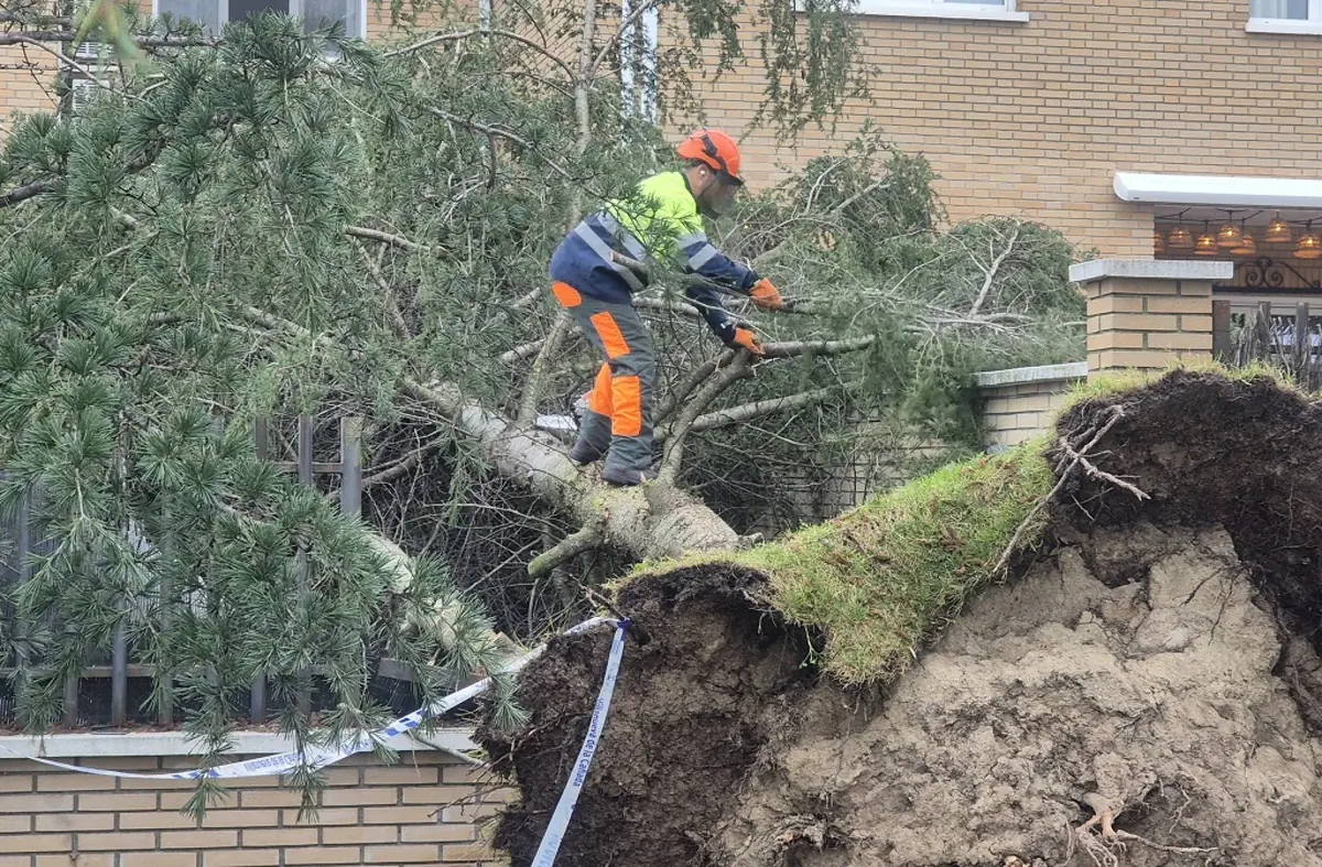 Rachas de viento de hasta 99km/h derriban más de 200 arboles en Villanueva de la Cañada