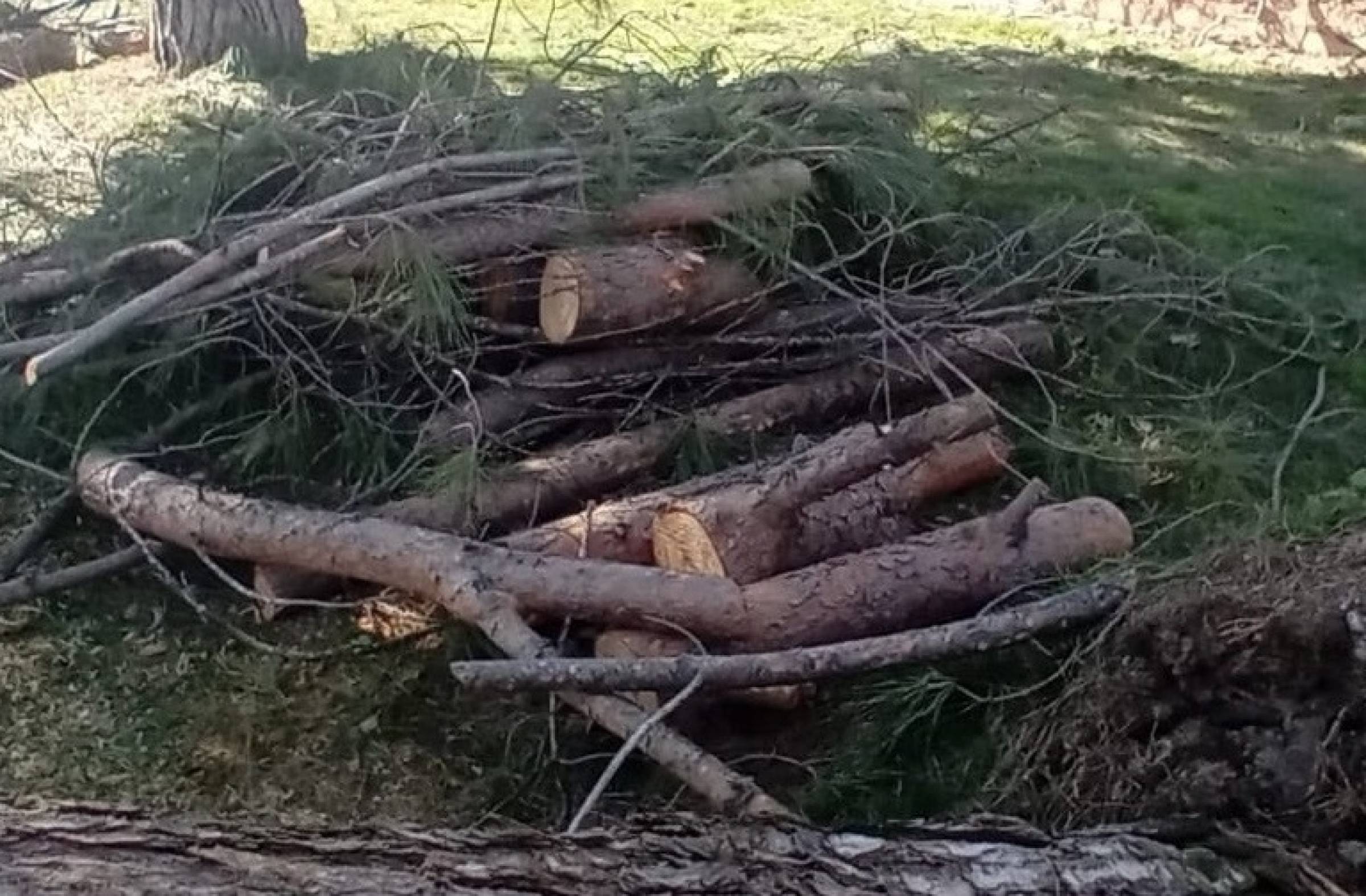 
                                                    El Ayuntamiento de Villanueva de la Cañada continúa la retirada de árboles caídos y autoriza a los vecinos recoger troncos para leña