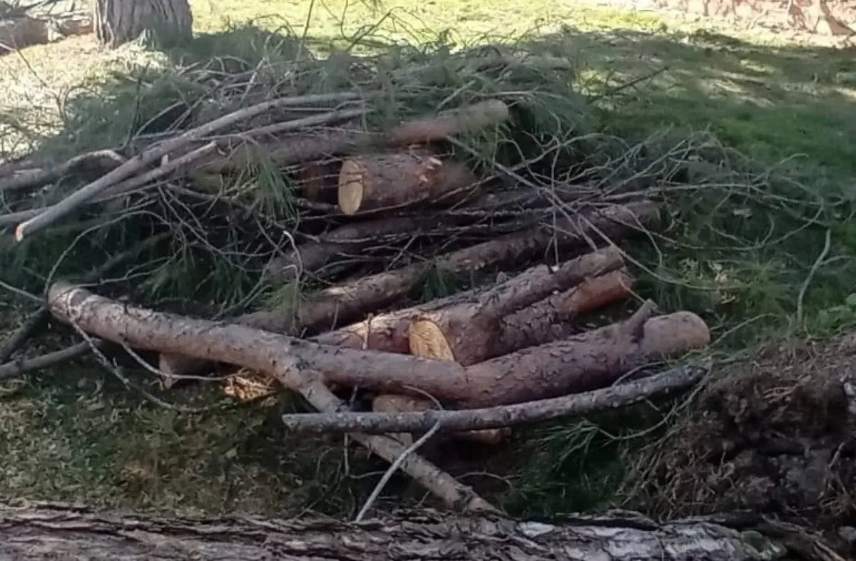 El Ayuntamiento de Villanueva de la Cañada continúa la retirada de árboles caídos y autoriza a los vecinos recoger troncos para leña
