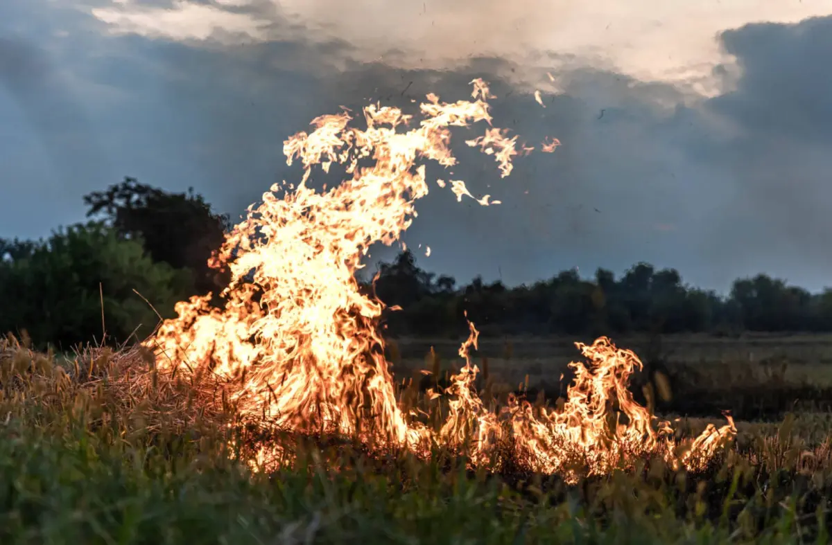 
                                Cuenta atrás en Villanueva de la Cañada para limpiar parcelas y evitar sanciones: en marcha el Plan Municipal de Prevención de Incendios                                    