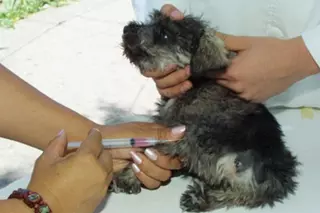 Campaña oficial de vacunación e identificación canina y felina en Villanueva del Pardillo