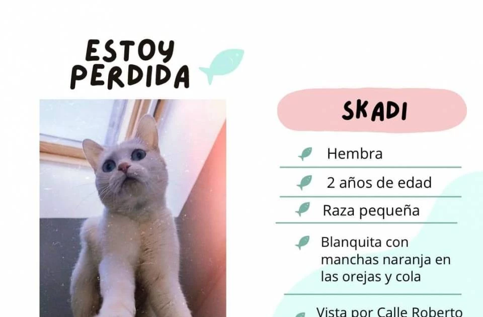 Hemos perdido a nuestra gatita