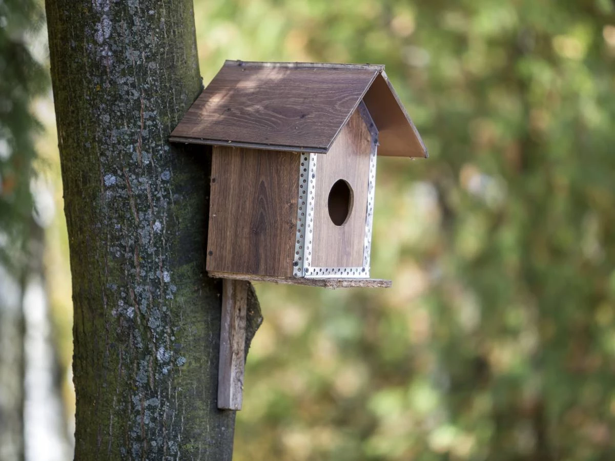 🐦Taller gratuito familiar: Revisión y mantenimiento de cajas nido 🐦